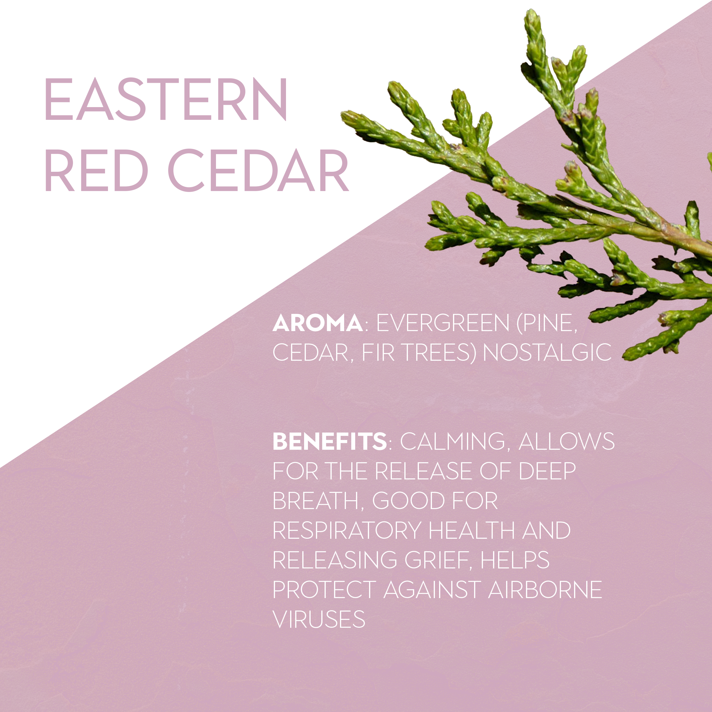 Cedar Aromatics Wellness