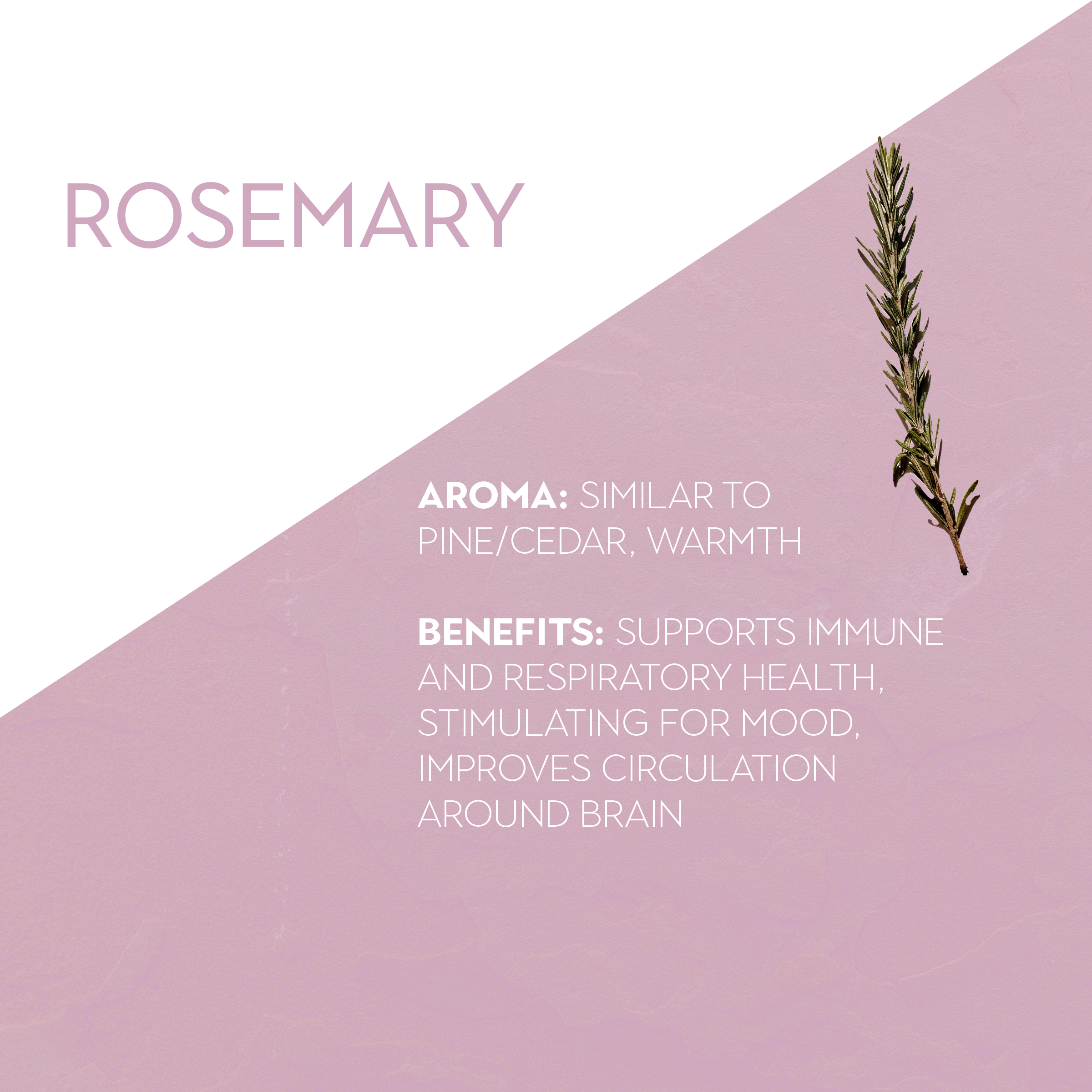 Rosemary Aromatics Wellness
