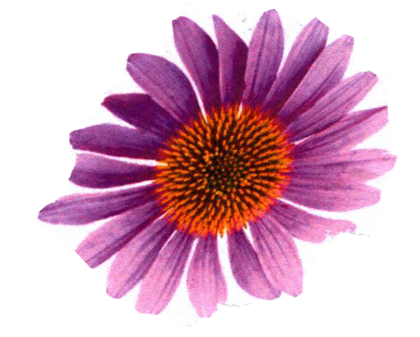 c0-20-flower