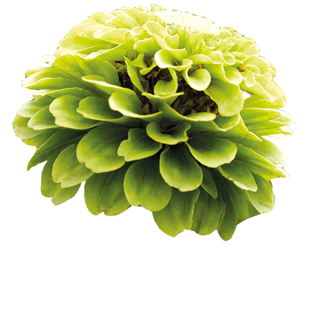 c0-20-flower-2