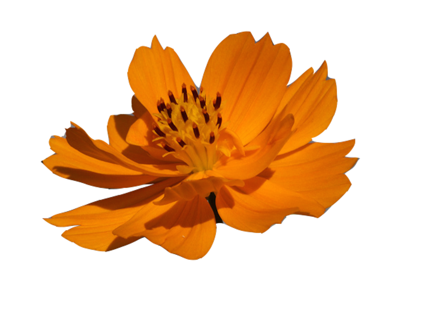 c0-20-flower-1